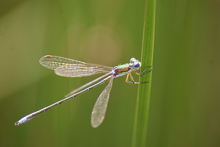 Dragonfly, Moor, zomer, avond, insect, natuur
