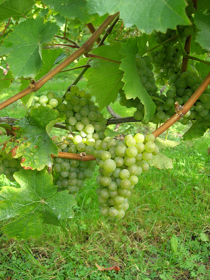 wine, grapes, nature, winegrowing, vines, time of year, riesling