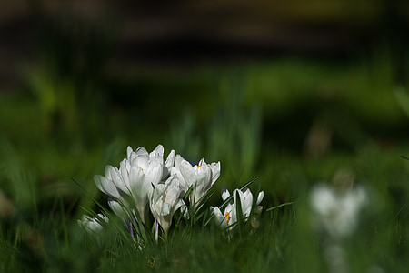 crocus, flowers, spring, frühlingsanfang, white, close, garden