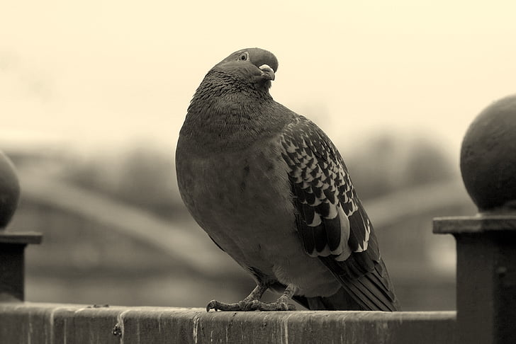 Dove, vták, pozrieť sa, vyzerať, ironický, zaujímavý, čierna a biela, priekopa