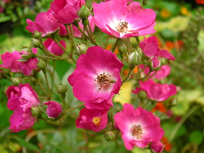 장미, rosebush, 꽃, 핑크, 빨간 장미, 꽃