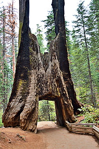 Stati Uniti d'America, Sequioa albero, alberi della Sequoia, enorme, Parco Yosemite, California