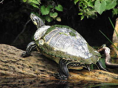 Schildkröte, Fluss, Wasser, drei