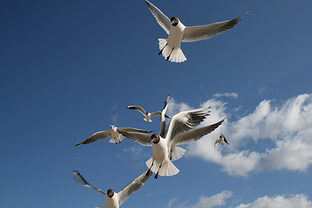 seagull, beach, sky, clouds, blue, fly, bird