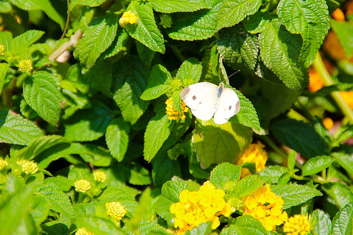 bướm, trắng, Thiên nhiên, Sân vườn