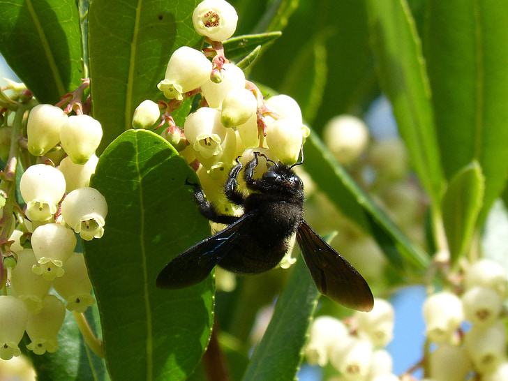 madeira de abelha, Xylocopa violacea, libar, árvore de morango, flor de medronheiros