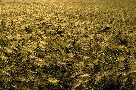 wheat, barley, agriculture, spikes, plant, grain, cereals
