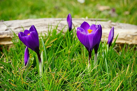 Crocus, bunga, ungu, Tutup, musim semi, bühen, warna-warni