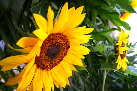 слънчоглед, цвете, жълто, Градина, слънчогледи, цветя, природата