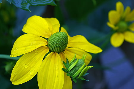 sun hat, yellow flowers, yellow, blossom, bloom, flower, garden