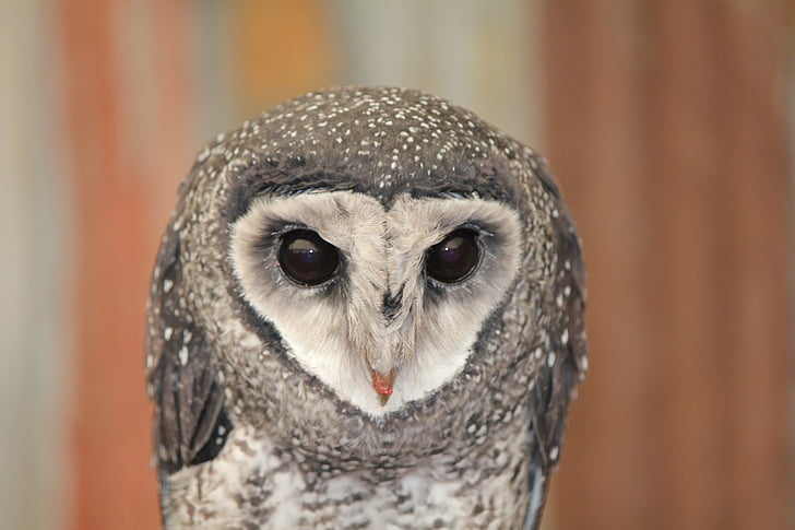 Owl, Úc owl, Úc, động vật hoang dã, mỏ, nhìn chằm chằm, kêu