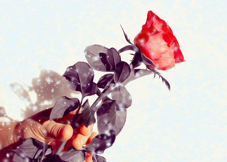 Rose, fleur, cadeau, rouge, main, donner, amour