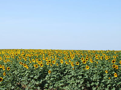 Франция, слънчогледи, синьо, небе, жълто, поле, лято