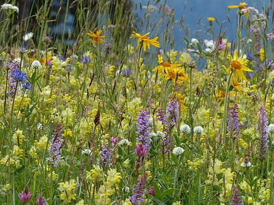 flower meadow, wild flowers, orchid