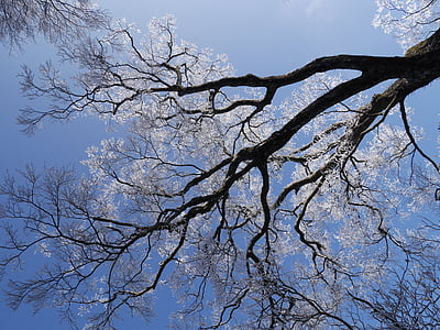 πάχνη, Χειμερινό βουνό, μπλε του ουρανού, σιωπή, Γαλήνη, δέντρο με γυμνά κλαδιά, δέντρο