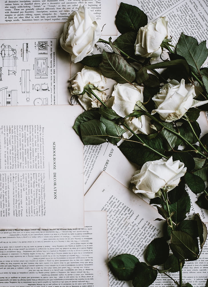 Rosa, blanc, flor, carta, fulla, decoració, llibre