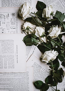 Róża, biały, kwiat, litera, liść, Dekoracja, książki