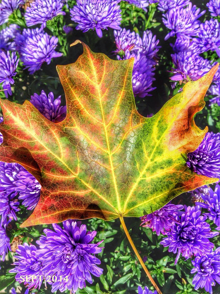 Maple, folha, Outono, cor, Outono, natureza, folhas