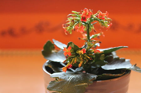 käthchen fiammeggiante, pianta da vaso, spessore foglio serra, fiore, pianta ornamentale