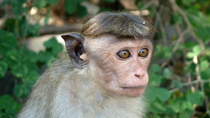 Monkey, makake, Sri lanka