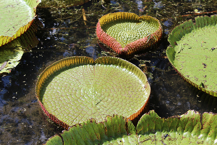 green, aquatic plant, water lily