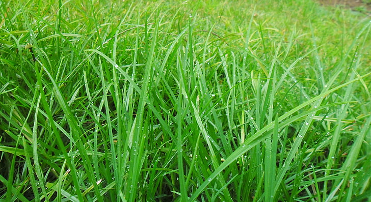gräs, gräsmatta, lämnar, Sri lanka, grön, naturen