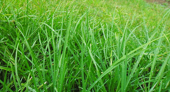 grama, gramado, folhas, Sri lanka, verde, natureza