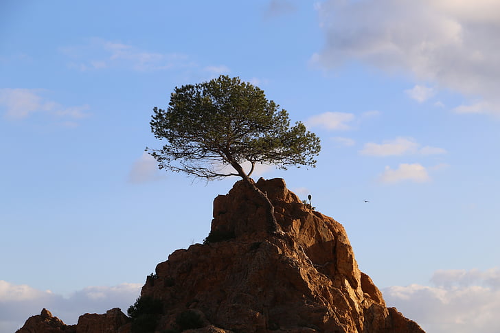 árvore, Soledad, força