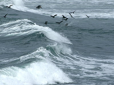 hullám, madarak, nyáj madarak, spray, tenger, óceán, szél