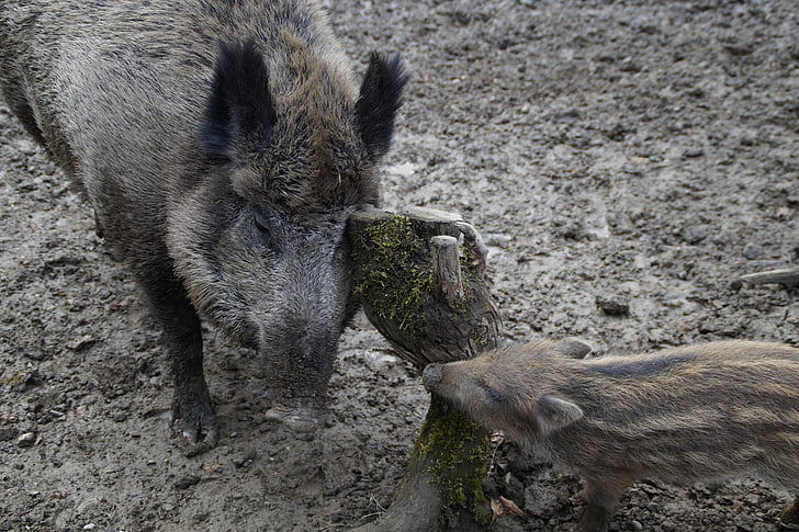 wild boars, bache, launchy, mother and child, wild boar, quagmire, mud