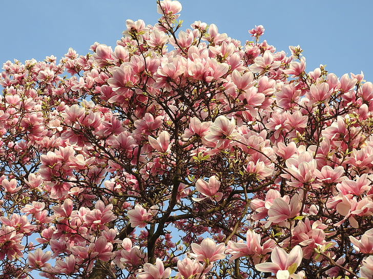 magnolija, pavasarį, žiedų, augalų, rožinė, žydi, Pavasaris