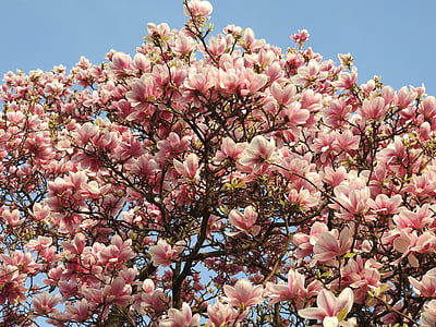 Magnolia, musim semi, Blossom, tanaman, merah muda, mekar, musim semi