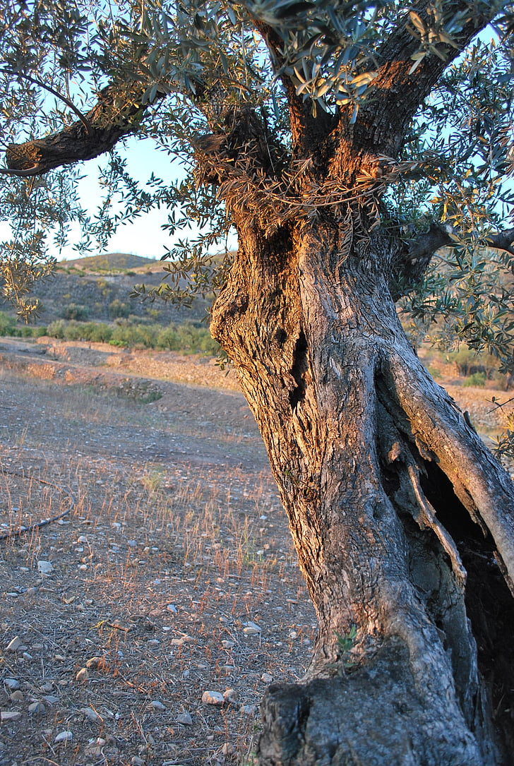 arbre, oliva, sol