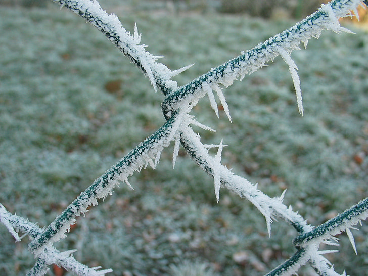 hàng rào, Frost, mùa đông, lạnh, đông lạnh, dây lưới, hàng rào dây