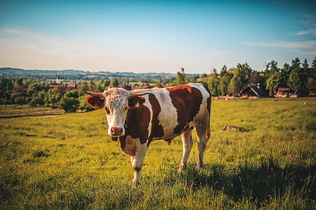nông nghiệp, động vật, Bull, gia súc, cận cảnh, vùng nông thôn, con bò