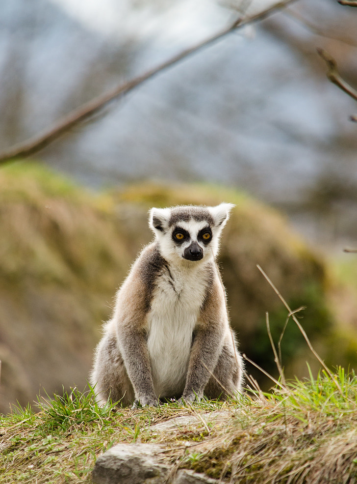 lemure, állatkert, gyűrűs farkú maki, Tiergarten