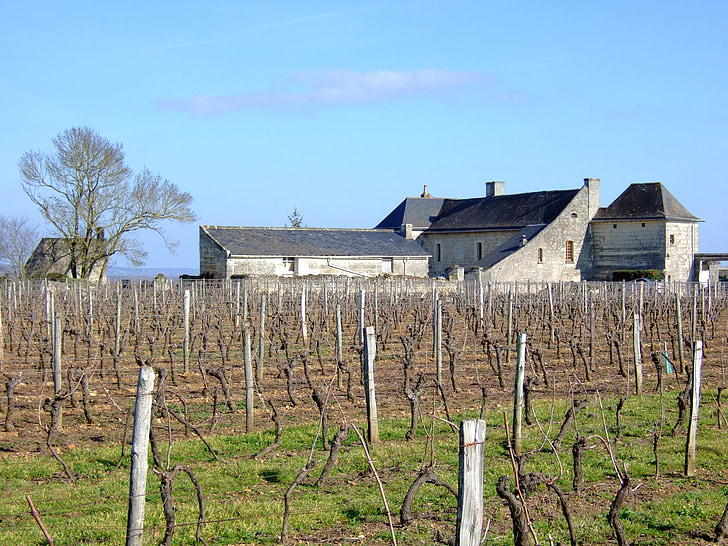 Vineyard, Prantsusmaa, põllumajandus, maaelu, veinikelder, maal, maastik