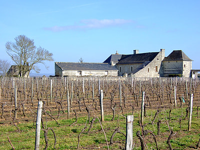 лозе, Франция, Селско стопанство, селски, винарска изба, крайградски, пейзаж