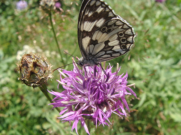melanargia Галатея, бабочка, Природа, Весенняя природа