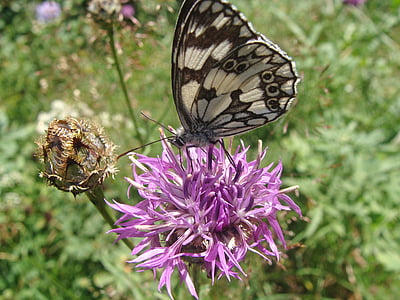 melanargia galathea, 나비, 자연, 봄 자연