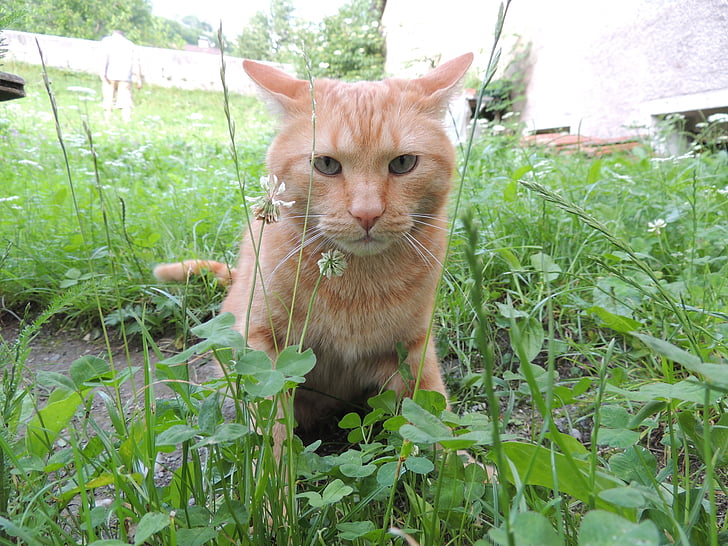 cat, animal, grass