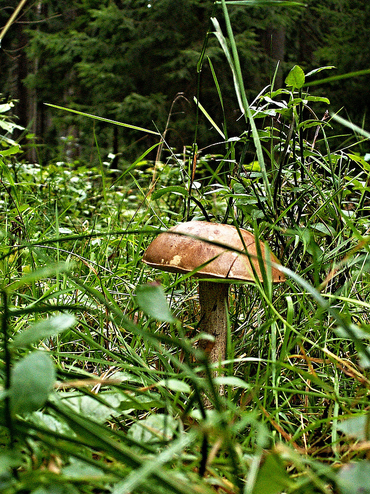 fungus, brown cap boletus, grass, forest, macro, bilberry, nature
