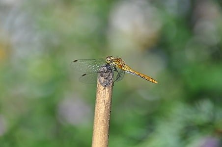 dragonfly, red dragonfly, insect