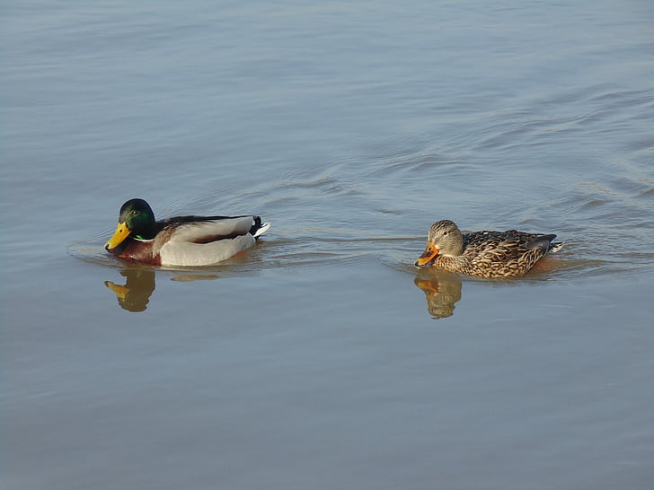 eenden, water, vogel, rivier, eend, mallard duck, natuur
