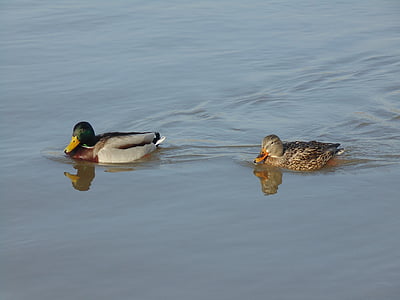 ducks, water, bird, river, duck, mallard Duck, nature