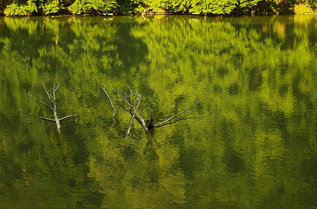 puu, vesi, Lake, Helsinki, kaatuneen puun, Luonto, mieliala