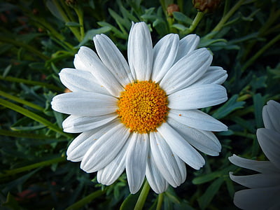 Marguerite, bunga, Blossom, mekar, kuning, alam, tanaman