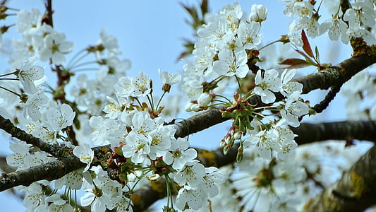 floración, flor, flores blancas, flores, naturaleza, flor, primavera