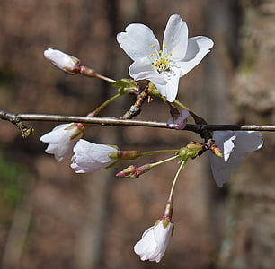 delikátní Třešňové květy, divoká třešeň, třešeň, strom, pupeny, květ, květ