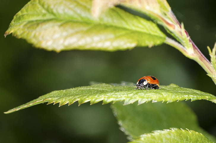 kumbang kecil, bersayap serangga, Close-up, kepik, kumbang, makro, merah